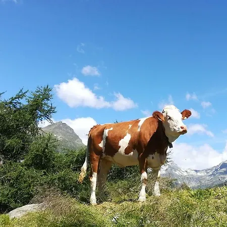 Simiterhof Lägenhet *